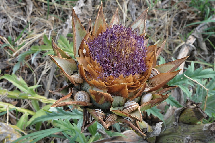 Carellata di Gasteropoda